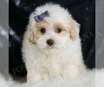 Small #3 Maltipoo