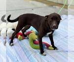 Small #1 Chocolate Labrador retriever Mix