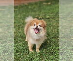 Small #2 Pomeranian