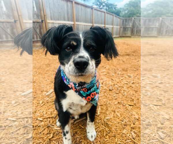 Medium Photo #3 Australian Shepherd-Unknown Mix Puppy For Sale in Houston, TX, USA