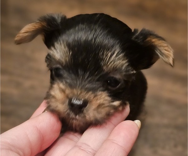 Medium Photo #4 Yorkshire Terrier Puppy For Sale in SALEM, OR, USA