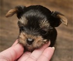 Small #3 Yorkshire Terrier
