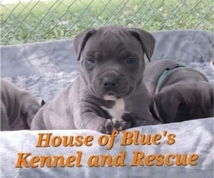 American Pit Bull Terrier Puppy for sale in DELAWARE, OH, USA