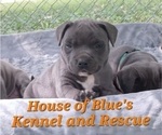 Image preview for Ad Listing. Nickname: Orange Male