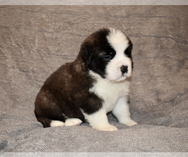 Medium Photo #14 Saint Bernard Puppy For Sale in CAMBRIDGE, NE, USA