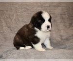 Small #13 Saint Bernard