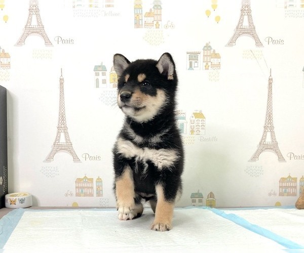 Medium Photo #5 Shiba Inu Puppy For Sale in SUNNYVALE, CA, USA