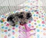 Small #5 Poodle (Miniature)