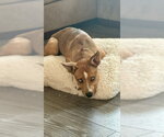 Small #4 Siberian Husky Mix