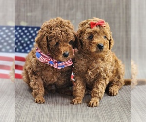 Poodle (Toy) Litter for sale in HOAGLAND, IN, USA