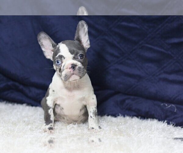 Medium Photo #1 French Bulldog Puppy For Sale in GREAT FALLS, VA, USA