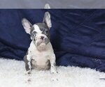 Small Photo #1 French Bulldog Puppy For Sale in GREAT FALLS, VA, USA