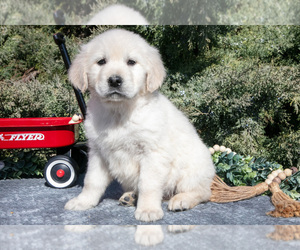 Medium English Cream Golden Retriever