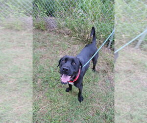 Labrador Retriever-Unknown Mix Dogs for adoption in Evansville, IN, USA