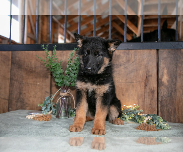 Medium Photo #3 German Shepherd Dog Puppy For Sale in MANTON, MI, USA