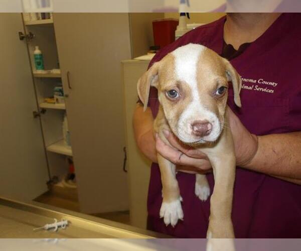 Medium Photo #1 American Bulldog-Unknown Mix Puppy For Sale in Santa Rosa, CA, USA