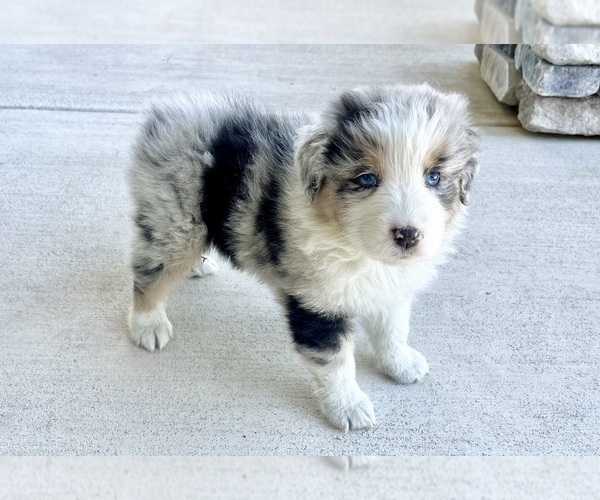 Medium Photo #9 Australian Shepherd Puppy For Sale in LODA, IL, USA
