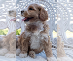 Small #5 Bernedoodle (Miniature)