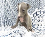 Small Photo #5 Italian Greyhound Puppy For Sale in NORWOOD, MO, USA