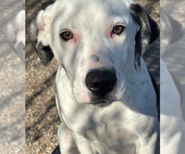 Medium Photo #1 Mutt Puppy For Sale in Elmsford, NY, USA