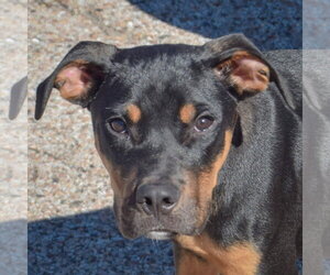 American Staffordshire Terrier-Rottweiler Mix Dogs for adoption in Huntley, IL, USA