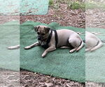 Small #5 Pug Mix