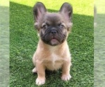 Small #10 French Bulldog