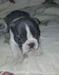 Small Photo #4 French Bulldog Puppy For Sale in ROCHESTER, MI, USA