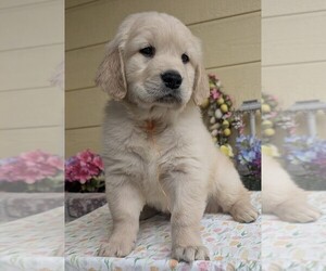 Golden Retriever Puppy for sale in MODESTO, CA, USA