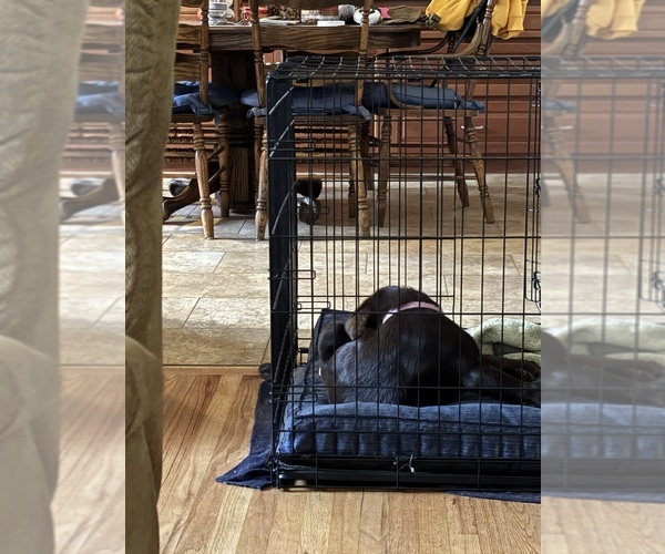 Medium Photo #4 Labrador Retriever Puppy For Sale in SANTA MARIA, CA, USA