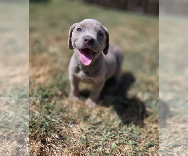 Medium Photo #9 Labrador Retriever-Unknown Mix Puppy For Sale in McKinney, TX, USA