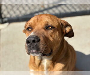 Mastiff-Unknown Mix Dogs for adoption in Tulsa, OK, USA