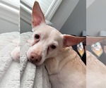 Small Photo #3 Chiweenie Puppy For Sale in Catasauqua, PA, USA