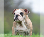 Small Photo #69 English Bulldog Puppy For Sale in WARSAW, IN, USA