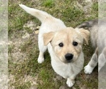 Small Photo #4 Goberian Puppy For Sale in VIRGINIA BEACH, VA, USA