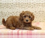 Small #1 Cavapoo