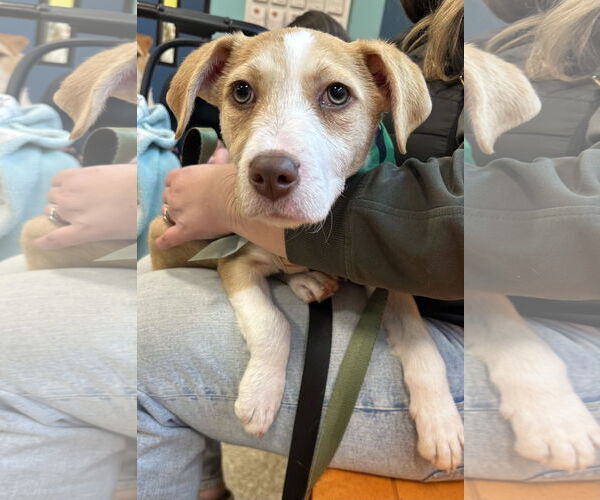 Medium Photo #3 Mutt Puppy For Sale in Germantown, OH, USA