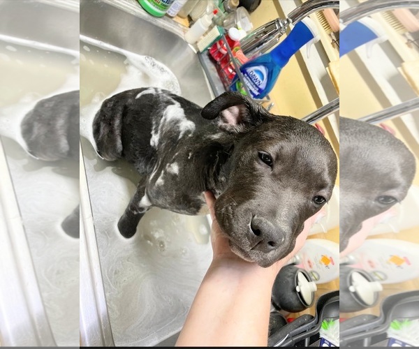 Medium Photo #4 Staffordshire Bull Terrier Puppy For Sale in Maryville, TN, USA