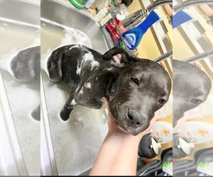 Duke - Male Staffordshire Bull Terrier Dog for Adoption - Photo #4