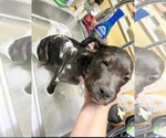 Small Photo #4 Staffordshire Bull Terrier Puppy For Sale in Maryville, TN, USA