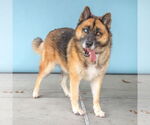 Small #2 German Shepherd Dog-Siberian Husky Mix