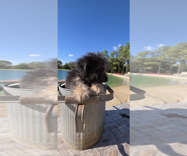 Medium Photo #19 Aussiedoodle Toy Puppy For Sale in JONES, OK, USA