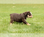 Small #8 English Bulldog-Olde English Bulldogge Mix