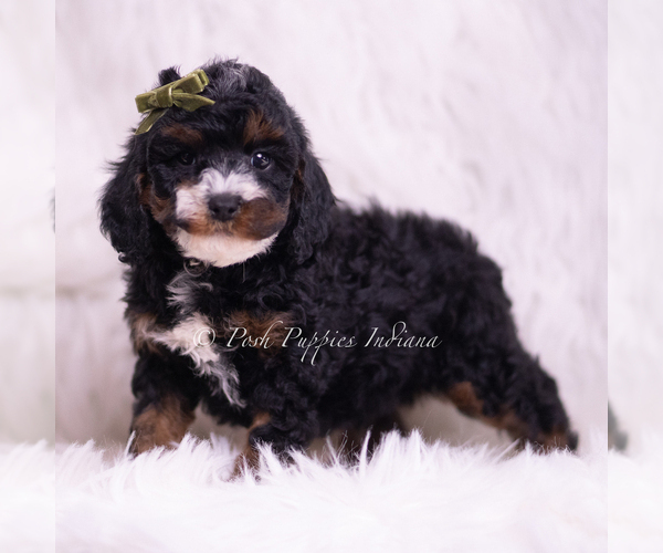 Medium Photo #4 Poodle (Miniature) Puppy For Sale in WARSAW, IN, USA