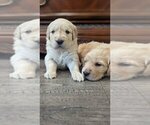 Small Photo #2 Golden Retriever Puppy For Sale in SACRAMENTO, CA, USA