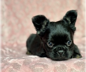 French Bulldog Puppy for sale in NEWTON, NJ, USA