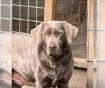 Small Photo #1 Golden Labrador Puppy For Sale in STANWOOD, WA, USA