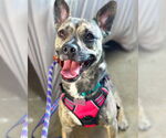 Small Plott Hound Mix