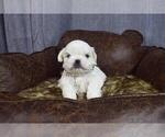 Small #3 Maltese