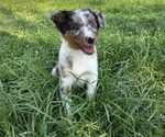 Puppy Opal Miniature Australian Shepherd